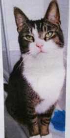 Lost Cat