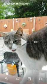 Lost Cat