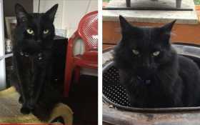Lost Cat