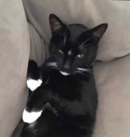 Lost Cat