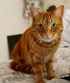 Lost Cat
