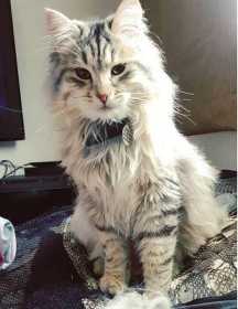 Lost Cat