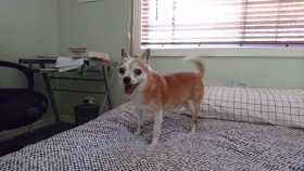 Lost Dog