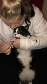 Lost Cat