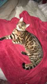 Lost Cat