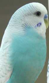 Lost Budgerigar