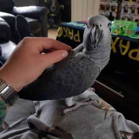 Lost African Grey