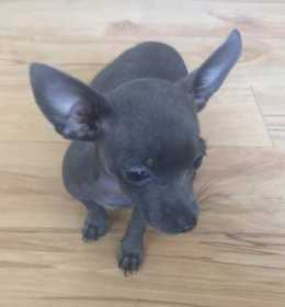 Lost Dog