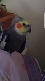 Lost Cockatiel