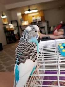 Lost Parakeet