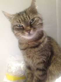 Lost Cat