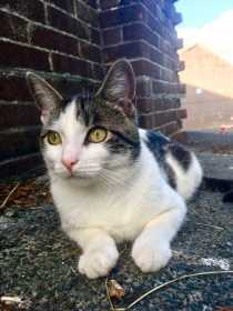 Lost Cat