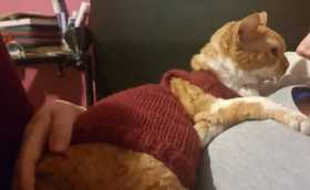 Lost Cat