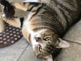 Lost Cat