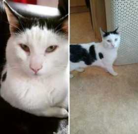 Lost Cat