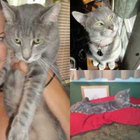Lost Cat