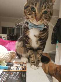 Lost Cat