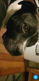 Lost Dog
