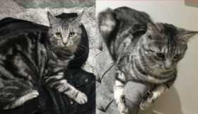 Lost Cat