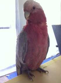 Lost Galah Cockatoo