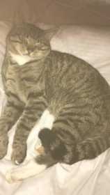 Lost Cat