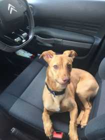 Lost Dog