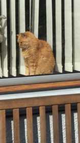 Lost Cat
