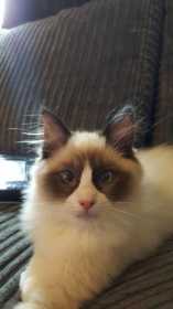 Lost Cat