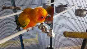 Lost Conure