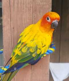 Lost Conure