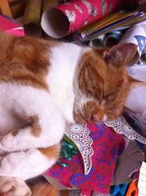 Lost Cat