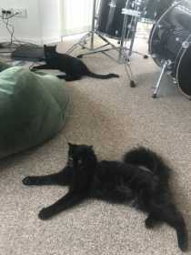 Lost Cat