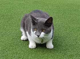 Lost Cat