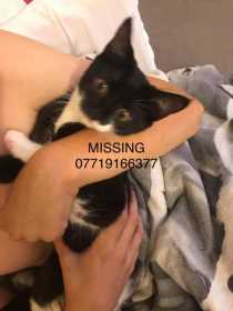 Lost Cat