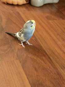 Lost Parakeet