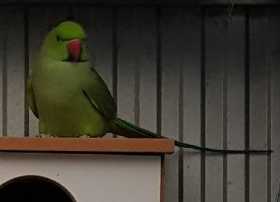Lost Indian Ringneck Parakeet