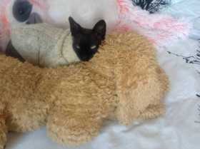 Lost Cat