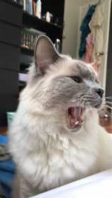 Lost Cat