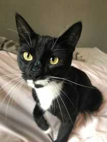 Lost Cat