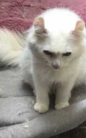 Lost Cat