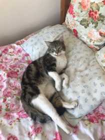 Lost Cat