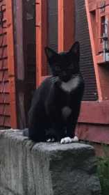 Lost Cat
