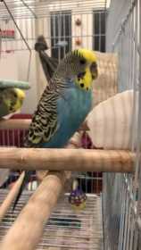 Lost Budgerigar