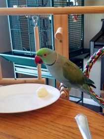 Lost Indian Ringneck Parakeet