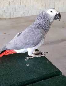 Lost African Grey