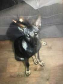 Lost Dog