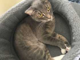 Lost Cat