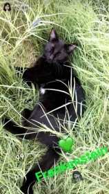 Lost Cat