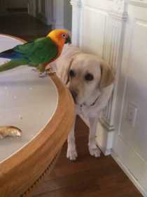 Lost Conure