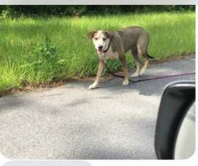 Lost Dog